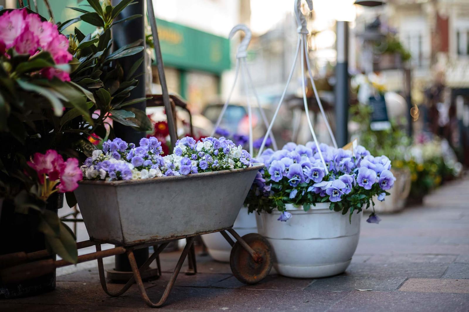 Brouette ancienne et vasque garnies de pensées violettes devant la boutique